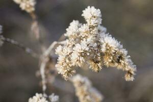 planten in een verkoudheid ijzig winter ochtend- gedekt met wit vorst foto