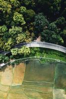 landschap rijstveld in Azië, luchtfoto van rijstvelden foto