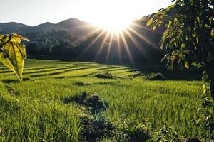 landschap rijstveld in Azië, luchtfoto van rijstvelden foto