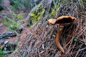 een champignons groeit Aan een stomp in de bossen foto