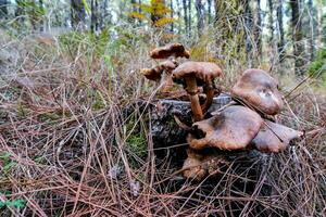 een groep van champignons groeit Aan een stomp in de bossen foto