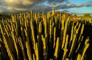 cactus planten in de zon met wolken in de achtergrond foto