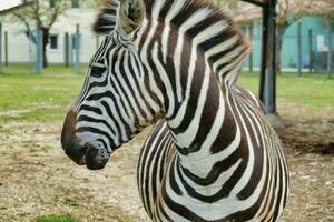 een zebra staand in een veld- foto