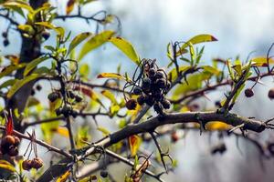 natuurlijk voorjaar achtergrond. pyracantha coccinea in de tuin in vroeg de lente. de eerste groen bladeren en laatste jaar droog bessen van pyracantha coccinea. foto