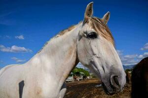 een hoofd van een paard foto