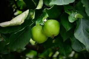 rood appel Aan boom foto