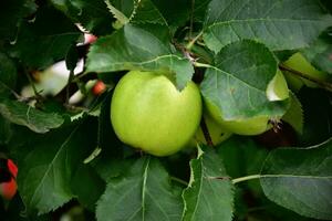 rood appel Aan boom foto