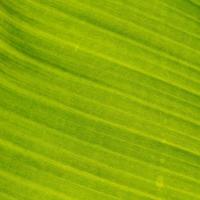 groen blad en bananenblad, achtergrond en behang van bladtextuur foto