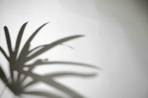 palm of bamboe palm, wind blazen groen palm blad en schaduwen sier- planten absorberen gifstoffen Aan wit muur vervagen achtergrond, foto