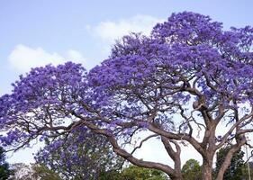 blauwe jacarandaboom foto