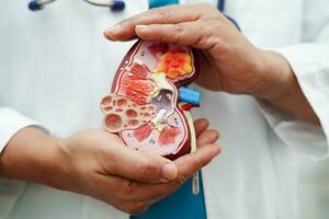 chronisch nier ziekte, dokter Holding model- voor behandeling urine- systeem, urologie, geschatte glomerulair filtratie tarief egr. foto