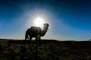 een kameel silhouet foto