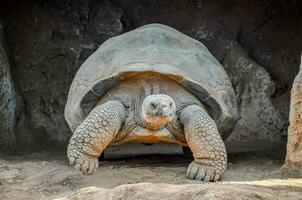 een groot schildpad wandelen in haar bijlage foto