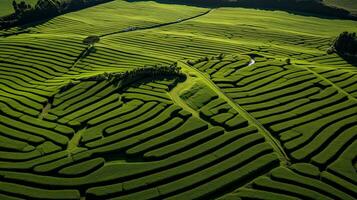 antenne visie van groen thee plantage in de ochtend. natuur achtergrond. . generatief ai foto