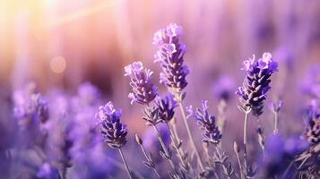 lavendel bloemen met wazig achtergrond, ai gegenereerd foto