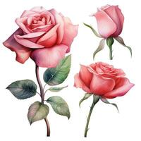 waterverf tekening, roos bloemen set. realistisch roze roos illustratie. ai gegenereerd foto