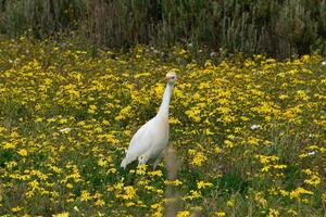 vee zilverreiger wandelen in bloemen foto