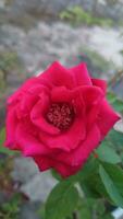 horizontaal mooi rood roos bloem fotografie. foto
