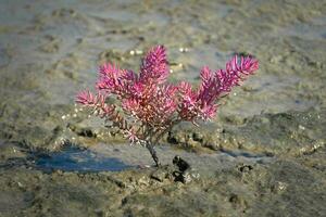 suaeda maritima of zeebaard groente dat groeit kant zout veld- landbouw foto