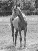 paarden Aan een weide foto