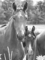 paarden Aan een weide foto