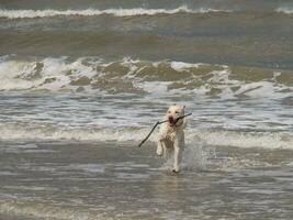 de strand van spiekeroog foto