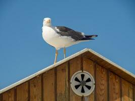 eiland spiekeroog in duitsland foto