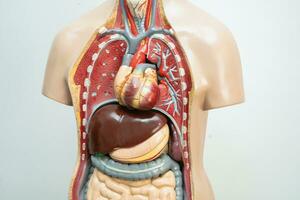 menselijk model- anatomie voor medisch opleiding Cursus, onderwijs geneeskunde onderwijs. foto