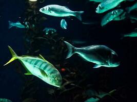 een groep van vis zwemmen in een aquarium foto