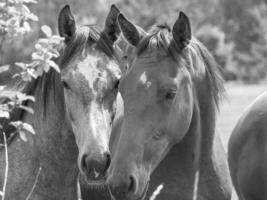 paarden Aan een medow in Westfalen foto