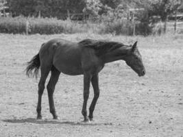 paarden Aan een medow in Westfalen foto