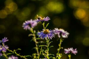 veld- bloemen Aan welke insecten en bijen zitten dichtbij omhoog foto