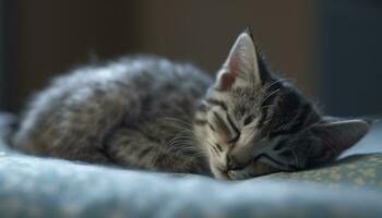 schattig huiselijk kat slapen, resting Aan een zacht hoofdkussen binnenshuis gegenereerd door ai foto
