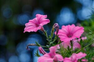 mooi wit en roze petunia bloemen foto