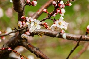 prachtig bloeiend kers takken Aan welke de bijen zitten foto