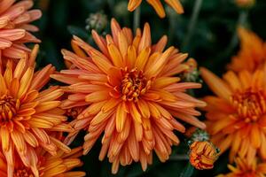 veelkleurig bloem bedden van mooi chrysanten foto