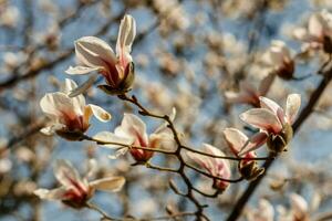 mooi magnolia bloemen met water druppels foto