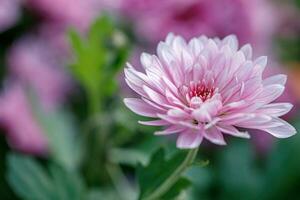 veelkleurig bloem bedden van mooi chrysanten foto