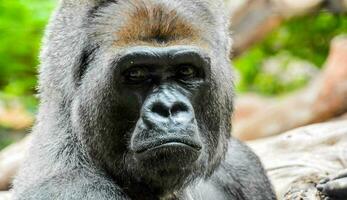 een gorilla is op zoek Bij de camera met een verdrietig uitdrukking foto