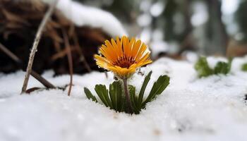 geel bloem bloei in besneeuwd winter Woud gegenereerd door ai foto