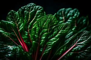 nemen een dichterbij kijken Bij Zwitsers snijbiet, een groente dat is wezen weergegeven in een studio met een duidelijk zwart achtergrond ai gegenereerd foto