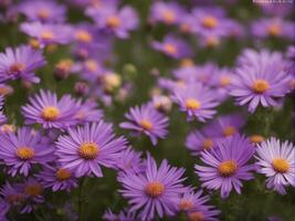 veld- van paars aster tongolensis Purper chrysant bloemen ai-gegenereerd ai-gegenereerd foto