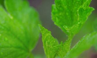 macro foto van natuur. groen fabriek met water druppels.