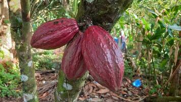 chocola fruit hangende van de romp van een chocola boom foto