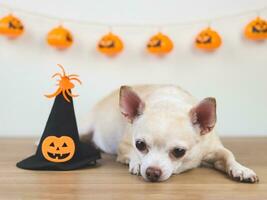 bruin kort haar- chihuahua hond aan het liegen naar beneden Aan houten verdieping met halloween heks hoed versierd met pompoen hoofd en spin in een kamer met halloween decoraties. foto