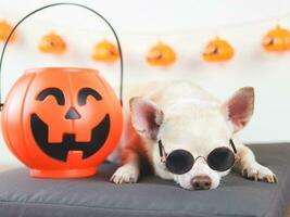 bruin kort haar- chihuahua hond vervelend zonnebril aan het liegen naar beneden Aan grijs kussen met halloween pompoen hoofd emmer in een kamer met halloween decoraties. foto