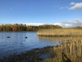 mooi veelkleurig herfst landschap, rivier- bank, geel riet, Woud Aan de horizon, blauw lucht, zonnig dag foto