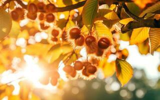 detailopname van vers kastanjes Aan levendig herfst Woud. ai generatief foto