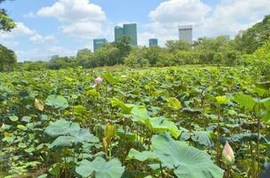 lotus veld- in de centrum van Bangkok in de buurt hoog gebouwen en houten bruggen foto