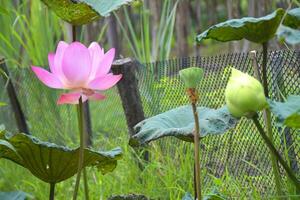 roze Purper lotus bloeiend schoonheid natuur in tuin Thailand foto